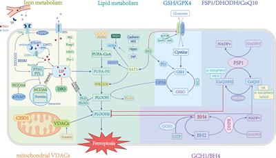 Ferroptosis and metabolic syndrome and complications: association, mechanism, and translational applications